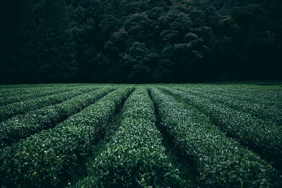 Lorem ipsum dolor sit amet